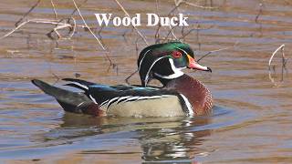 North America’s Most Stunning Duck