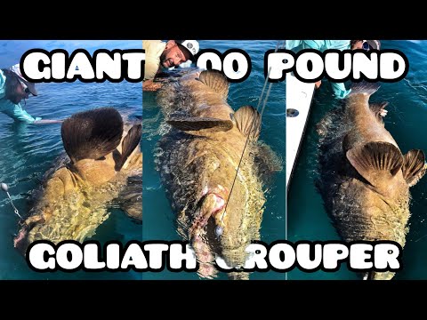 Fishing giant 400 pound Goliath Grouper by Yuri Grisendi