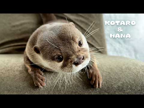 こんなカワウソ見たことない！コタローの人間っぽすぎる瞬間　Kotaro the Otter Has the Most Expressive Face Ever