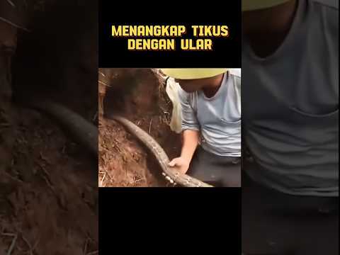 Menangkap Tikus Dengan Ular