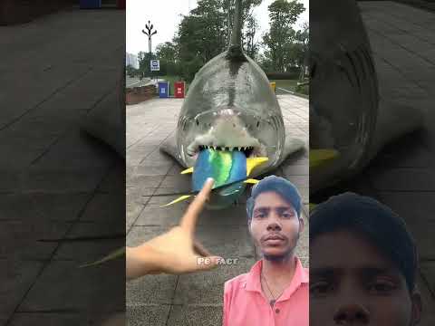 Moti machli ka pet fat gaya #shark #sharkscience