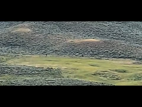 GIANT YELLOWSTONE NATIONAL PARK BIGFOOT CAPTURED ON CAMERA!!