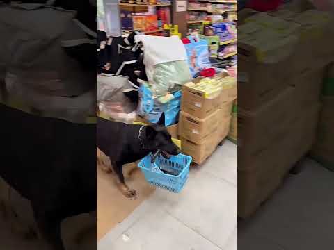 ¡El Perro Más Inteligente del Mundo Fue de Compras Solo! 🐶🛒#viral #shortvideo