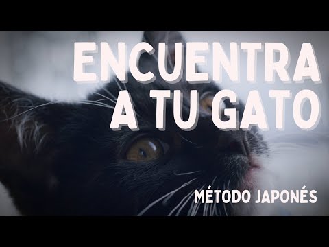 Encontrar GATOS PERDIDOS el MÉTODO Japonés 🙀🌸 #gatos #perdidos #método