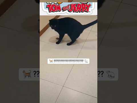 TOM AND JERRY #tomandjerry #disney #cat #animals #real #comedy #facts #like #sub #viralshort