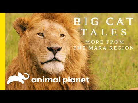 The Lion | Big Cat Tales: More from the Mara Region