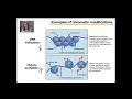 Epigenetics and Gene Regulation Concepts