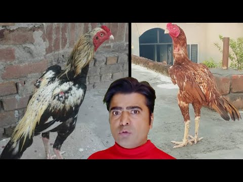 Business For Students | Chicken Business Kese Karen Inam Chicken & Egg Point