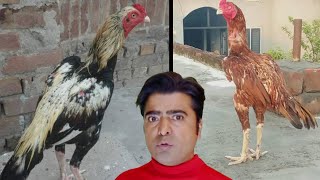 Business For Students | Chicken Business Kese Karen Inam Chicken & Egg Point