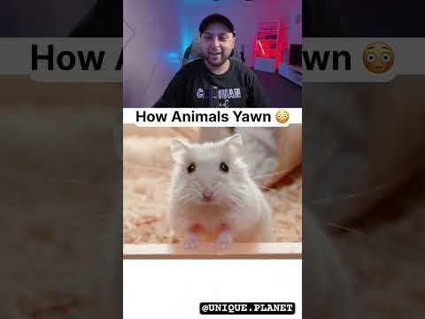 لان تصدق ما تفعله الحيوانات