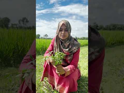 জেনে নিন হেলেঞ্চা শাকের স্বাস্থ্য উপকারিতা। Helencha spinach