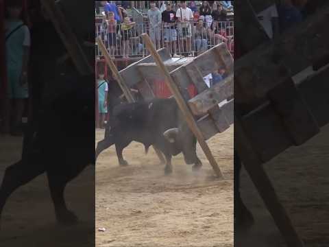 Fuerza brutal la de este toro, me quedo sin palabras #toros #toroultra #touro #bull
