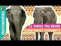 Elephant Facts and Trivia