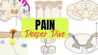 Pain - Deeper Dive