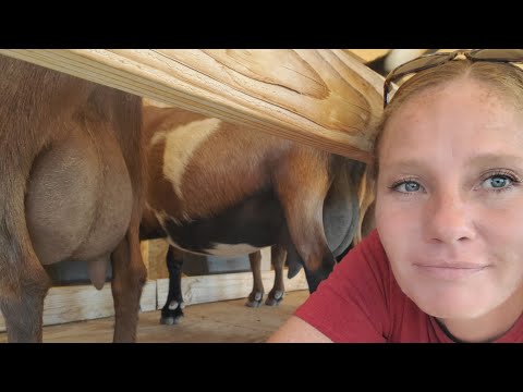 Mind Your Own Goats!