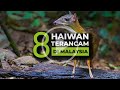 Ancaman terhadap Spesies Terancam Punah
