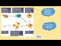 Antibody Structure and Function Concepts