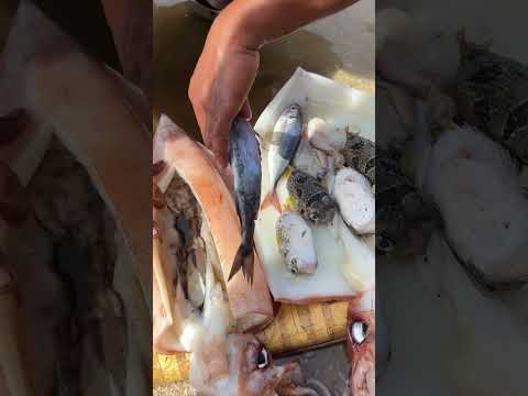 what inside squid #viral #shorts #foryou