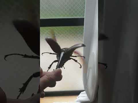 장수말벌 x 100배  헤라클레스장수풍뎅이 비행소리  /  Hercules Beetle Sound