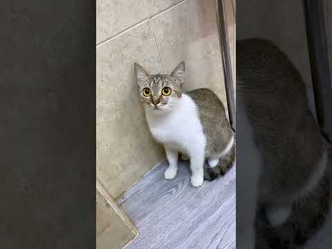 AI ĐÓ GIẢI THÍCH DÙM TUI ĐI ??? #trending #viral #pets #youtube #cat #grooming #funny #shorts #video