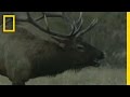 Understanding Elk Behavior and Ecology