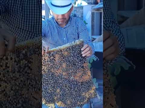 picadura de abejas canibales ?