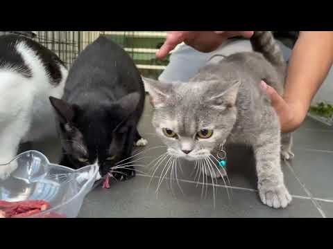 ngasih makan siang kucing kucing ku #catlover#part1