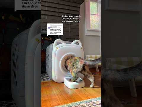 Self Grooming Cat House: 1 Month Update #cat #kitten #catfurniture #catgrooming