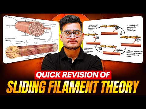 SLIDING FILAMENT THEORY - Quick Revision in 21 Minutes | Class 11th Zoology | PhysicsWallah