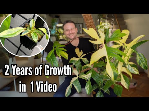 2 Years Growing my Philodendron Florida Beauty