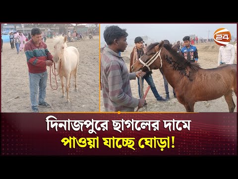 ছাগলের দামে ঘোড়া মিলছে যে মেলায়! | Horse | Dinajpur News | Channel 24