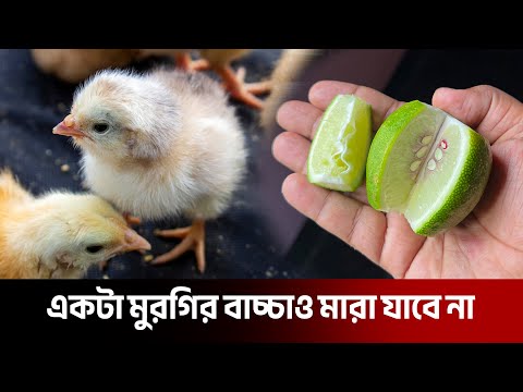 এই কাজটি করলে সারাজীবন মুরগির বাচ্চা সুস্থ থাকবে | দেশি মুরগি পালন