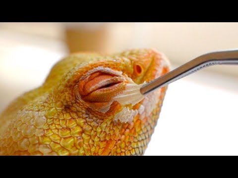 【脱皮】フトアゴヒゲトカゲの皮を剥いでいく気持ちいい瞬間【飼育ルーティン】