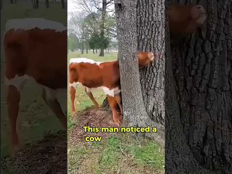 Amazing Cow Rescue | You Wonโt Believe How He Freed It!๐ฎ๐ #cow #rescue #cowrescue #hearttouching