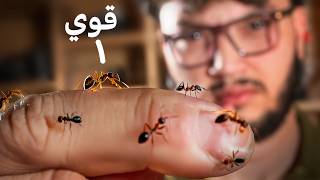 ليش النملة نسبيا اقوى منك