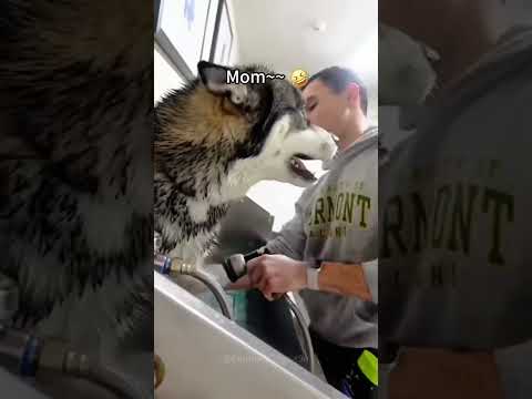 Episode 65 | It’s time to bath 🤣🤣 #dog #dogs #funnydogs #funnypets #funnyvideo #foryou