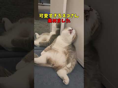 絶対つぶらな瞳にやられる猫映像#猫のいる暮らし　#猫動画　#ねこ　#可愛い　#かわいい　#2ch　#癒し　#ペット　#動物　#2ch 　#shorts