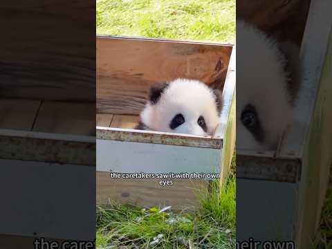 Help the bullied panda #animal