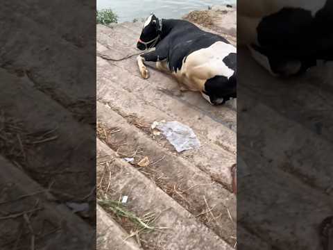 Sad moment 🥹😢cow #shorts #shortvideo