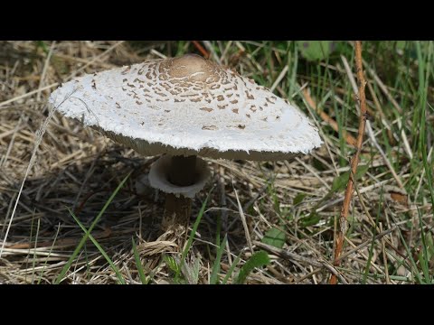 168# Appuie à fond sur le champignon !!!