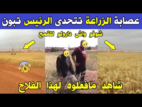 الجزائر 😱😨 شاهد ماذا فعلت العصابة لحصاد هذا الفلاح اليوم بولاية باتنة رسالة إلى الرئيس عبد تبون
