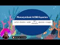 Photosynthesis and Cellular Respiration Concepts
