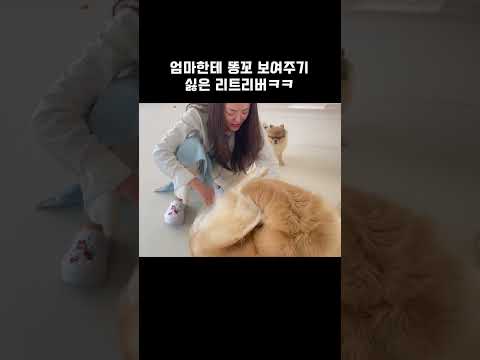 엄마한테 똥꼬 보여주기 싫은 리트리버ㅋㅋ