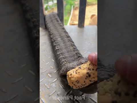 Dad, Don’t Feed the Snake an Apple!Now the House Is Full of Them!”[Not What It Looks Like!] 🐍🍎🏃‍♂️