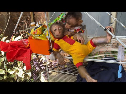 Funny Reaction When Baby Monkey Loan Bothers Money Because He Doesn't Want to Play Alone