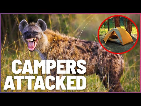 Hyena Horror: Nightmare Camping Attack On The Zambezi River | Wonder