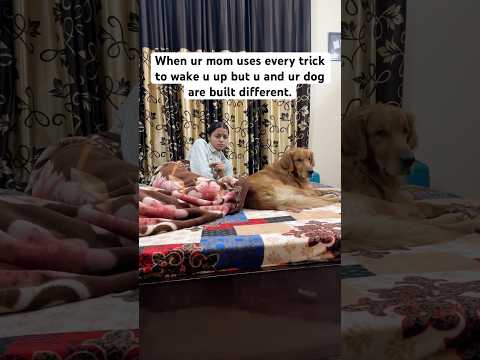 Garmi bht hai🥵 but sona b toh zaruri hai🤣🤣 | Golden Retriever | Pet Love | Pet Parents #shorts