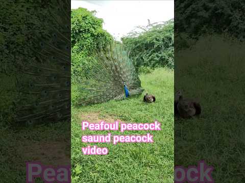 #peacock #lifeisbutadre #birds #wildlifeentertainment #danceshow #wildlife #peacockdance
