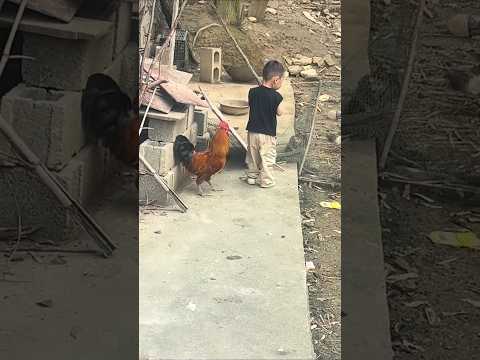 baby funny video with hen #funny #memes #comedy #baby