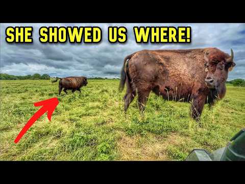 This Cow Was Away From the Herd, Then She Took Us to…